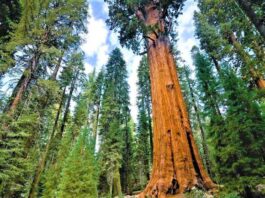 Giant Sequoias tree