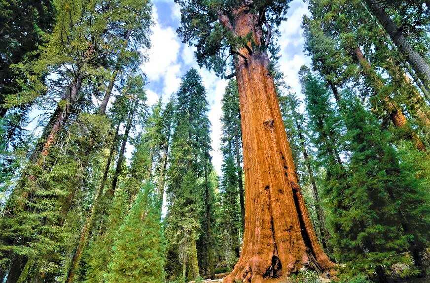 Giant Sequoias tree