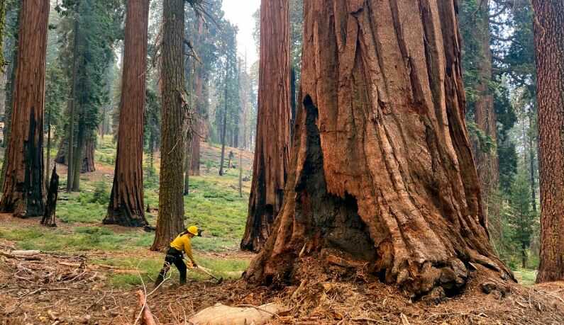 Giant Sequoias Lifespan
