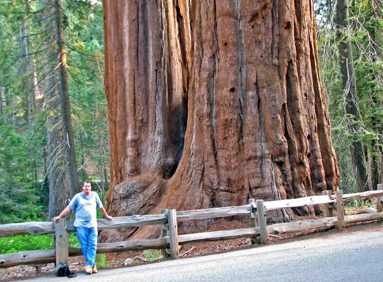 Giant Sequoias bark