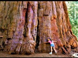 Largest Tree in the World General Sherman tree (Giant Sequoias)