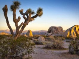 joshua tree national park