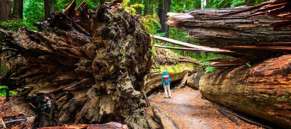 humboldt redwoods state park