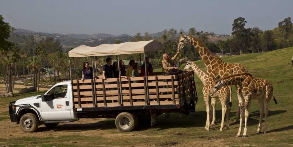 san diego zoo safari