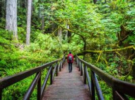 redwood national and state parks 