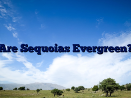 Are Sequoias Evergreen?
