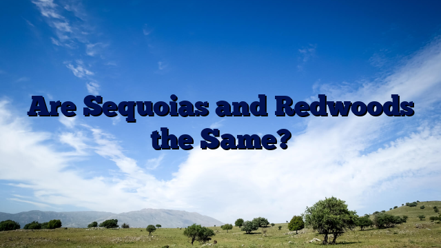 Are Sequoias and Redwoods the Same?